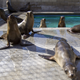 Sea lion pups are pictured in their enclosure after being rescued at the Pacific Marine Mammal Center in Laguna Beach, California March 17, 2015. Animal rescue centers in California are being inundated with stranded, starving sea lion pups, raising the possibility that the facilities could soon be overwhelmed, the federal agency coordinating the rescue said. REUTERS/Mario Anzuoni